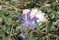 Vinca herbacea