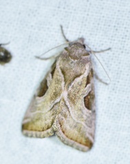 Eucarta virgo