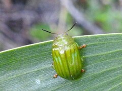 Calomela pallida