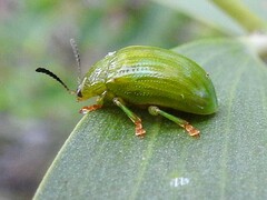 Calomela pallida