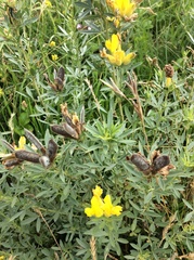 Chamaecytisus