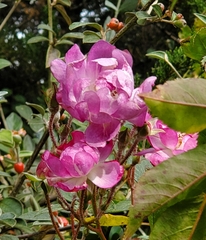 Rosa spithamea