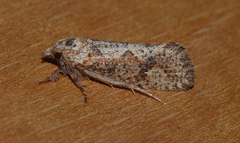 Acrolophus walsinghami