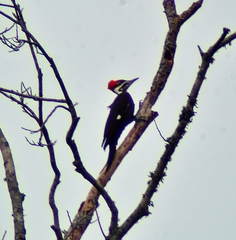 Dryocopus pileatus