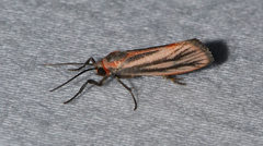 Cisthene striata