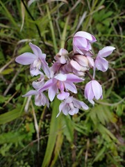 Spathoglottis