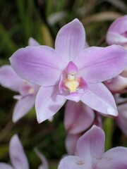 Spathoglottis