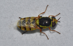 Odontomyia cincta