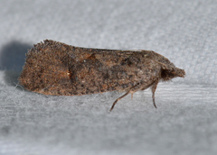 Acrolophus walsinghami