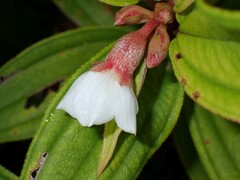 Melastoma malabathricum