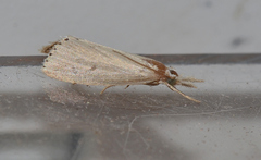 Eoreuma densellus