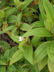 Melastoma malabathricum