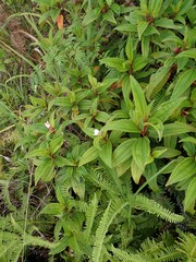Melastoma malabathricum
