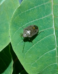 Dryadocoris apicalis