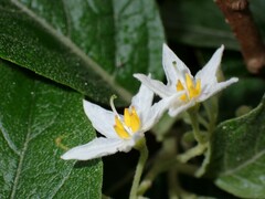 Solanum vanuatuense