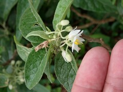 Solanum vanuatuense