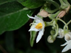 Solanum vanuatuense