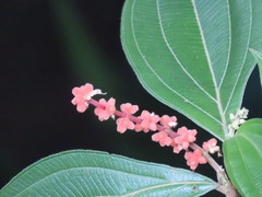 Miconia nervosa