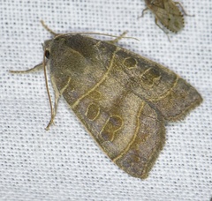 Ipimorpha subtusa