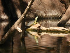 Trachemys hartwegi