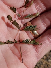 Acaciella angustissima