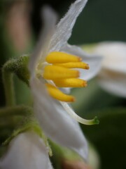 Solanum vanuatuense