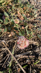 Eriogonum latifolium