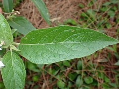 Solanum vanuatuense