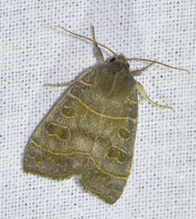 Ipimorpha subtusa