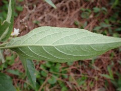 Solanum vanuatuense