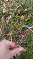 Hypericum hypericoides