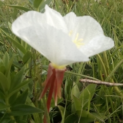 Oenothera tetraptera