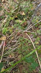 Hypericum hypericoides