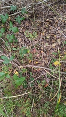 Hypericum hypericoides