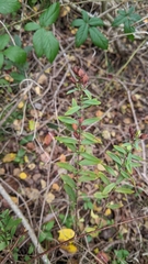 Hypericum hypericoides