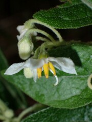 Solanum vanuatuense