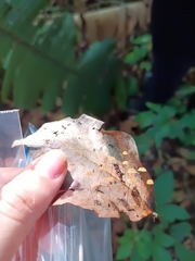 Marasmius crinis-equi
