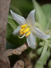 Solanum vanuatuense