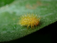 Henosepilachna vigintioctopunctata