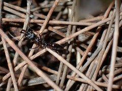 Odontomachus simillimus