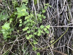 Stenogyne microphylla