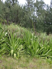Furcraea