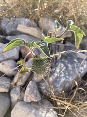 Datura