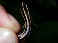Emoia cyanura