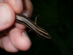 Emoia cyanura