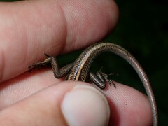 Emoia cyanura