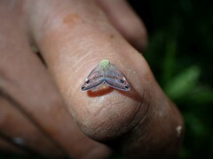 Parapiromis translucida