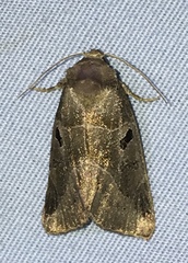 Plagiomimicus pityochromus