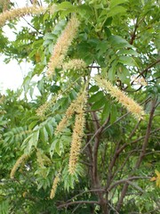 Weinmannia