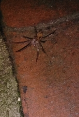 Anyphaena accentuata